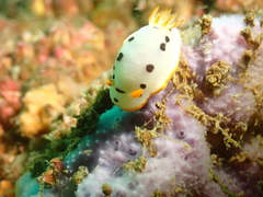Chromodoris orientalis