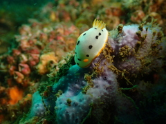Chromodoris orientalis
