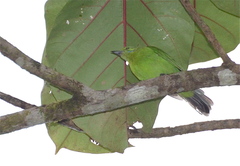 Chloropsis cyanopogon