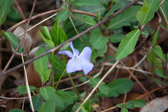 Vinca minor