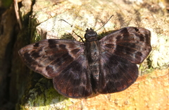 Ebrietas evanidus