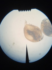 Picripleuroxus denticulatus