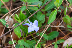Vinca minor