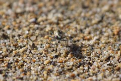 Cylindera suturalis