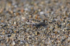 Cylindera suturalis