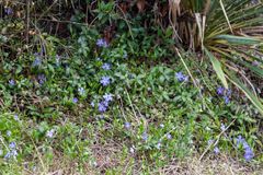 Vinca minor