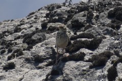 Anthus peruvianus