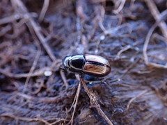 Liothorax alternatus