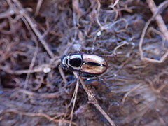 Liothorax alternatus