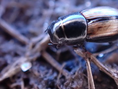 Liothorax alternatus