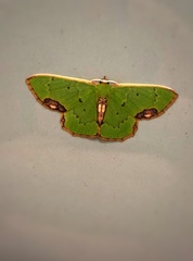 Spaniocentra kuniyukii