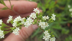 Stevia triflora