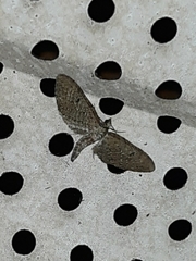 Eupithecia swettii