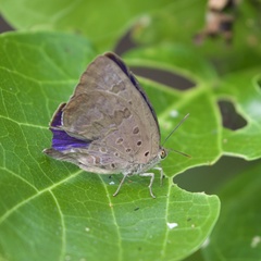 Arhopala eupolis