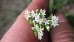 Stevia triflora