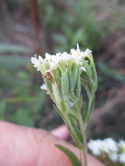 Stevia triflora
