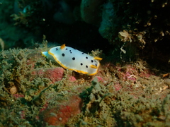 Chromodoris orientalis
