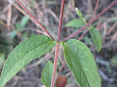 Stevia triflora