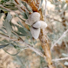 Rhopalomyia nucula