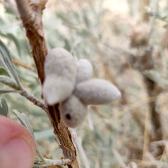 Rhopalomyia nucula