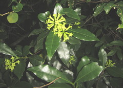 Peddiea africana