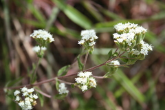 Stevia triflora