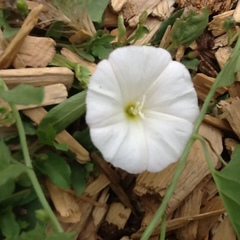 Convolvulus arvensis