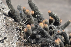Loxanthocereus acanthurus