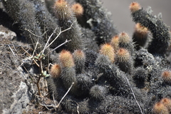 Loxanthocereus acanthurus