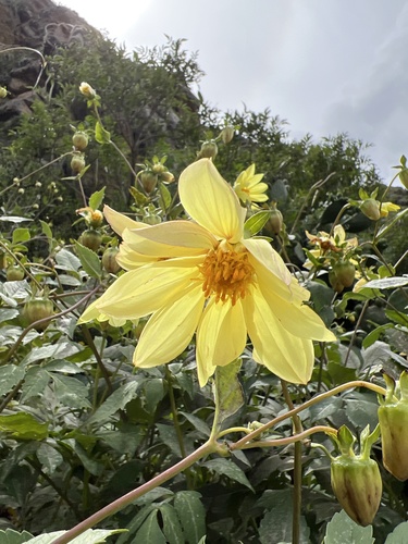 Dahlia pinnata