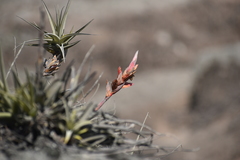 Tillandsia latifolia