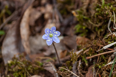 Hepatica