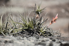 Tillandsia latifolia
