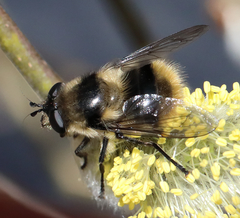 Criorhina nigripes