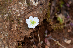 Thalictrum thalictroides