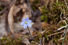 Hepatica