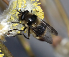 Criorhina nigripes
