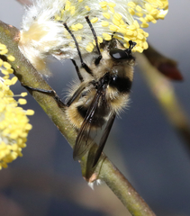 Criorhina nigripes