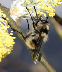 Criorhina nigripes