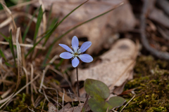 Hepatica