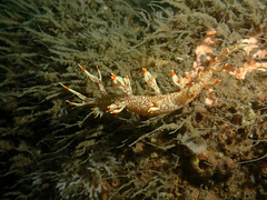 Bornella stellifera