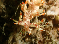 Bornella stellifera