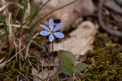Hepatica