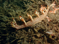 Bornella stellifera