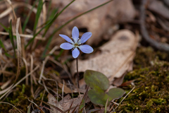 Hepatica