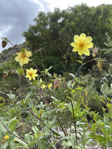 Dahlia pinnata