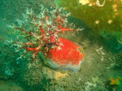 Pseudocolochirus
