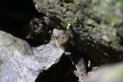 Nactus cheverti