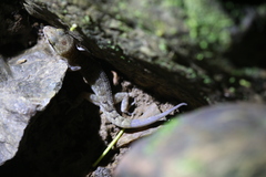 Nactus cheverti