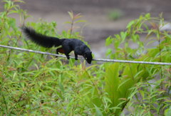 Callosciurus prevostii pluto